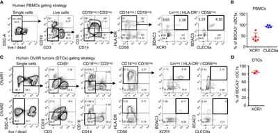 Therapeutically targeting type I interferon directly to XCR1+ dendritic cells reveals the role of cDC1s in anti-drug antibodies